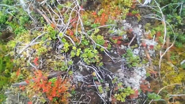 р. КАРЕЛИЯ.СОБИРАЕМ БРУСНИКУ 2017 ! ДЕНЬГИ ИЗ ЛЕСУ!!!