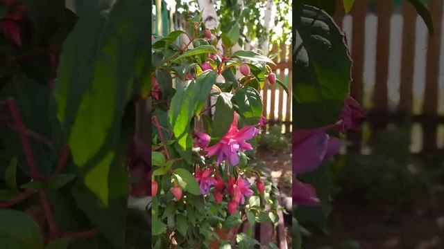цветочный садик#flowers #лето #пеларгония #фуксия#sad #pelargonium #сад смотреть онлайн