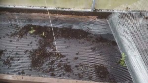 Сетка в теплицу, от мышей.