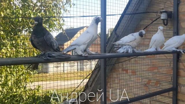 Голуби Узбекские двухчюбые челкари смотреть онлайн