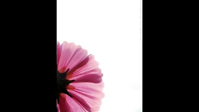 Chopin Waltz Op 69 No. 2 with Classical Guitar смотреть онлайн