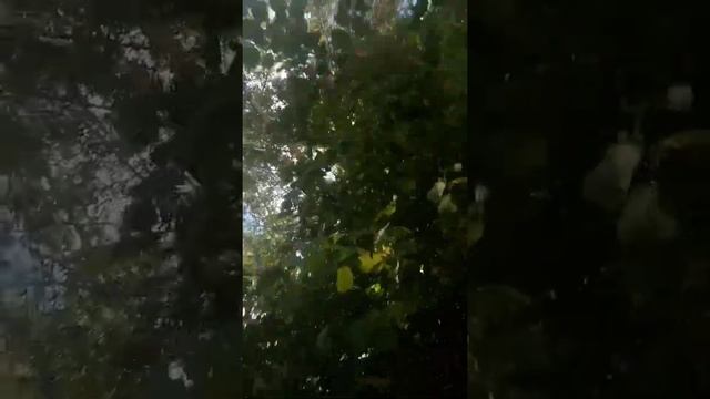 Собераем лесные орехи.!! смотреть онлайн