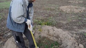 Бізнес в селі Выращивание Персиков, Орехов. Идея для бизнеса будущего.