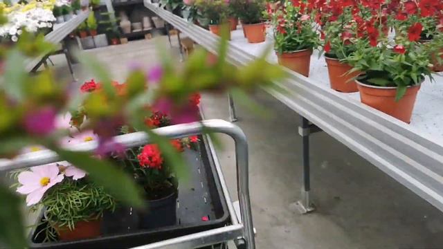 ANG GANDA NG MGA FLOWERS NAKAKALITO KUNG ANONG PILIIN MO💐🌺🌹🌻🏵️ смотреть онлайн