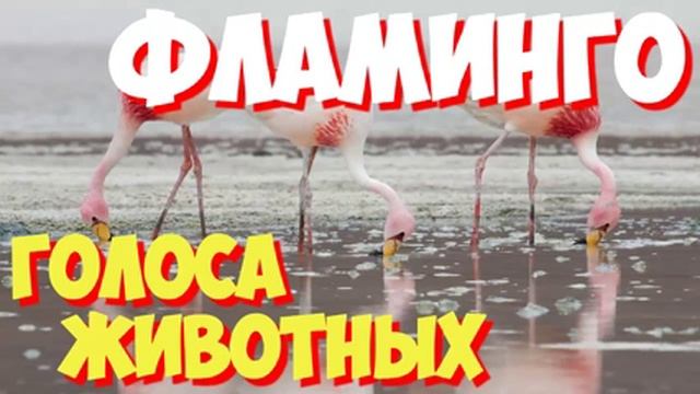 Голоса птиц и звуки животных. Звуки природы слушать онлайн ФЛАМИНГО смотреть онлайн