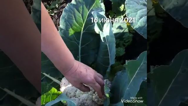 16 июня 2021 уже собрали урожай цветной капусты!!! Посев -10 марта, высадка в грунт 8 мая, Мордовия смотреть онлайн