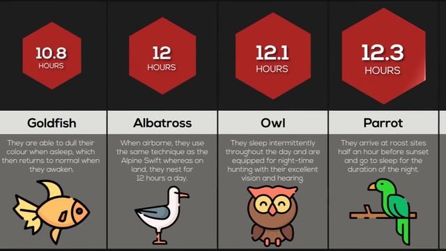 Comparison: Animal Sleep смотреть онлайн