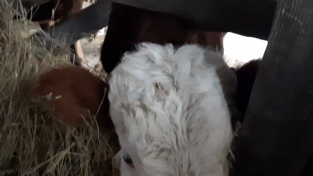 ВЫГОДНО ЛИ ЗАНИМАТЬСЯ ОТКОРМОМ БЫКОВ В 2020 ГОДУ?! смотреть онлайн