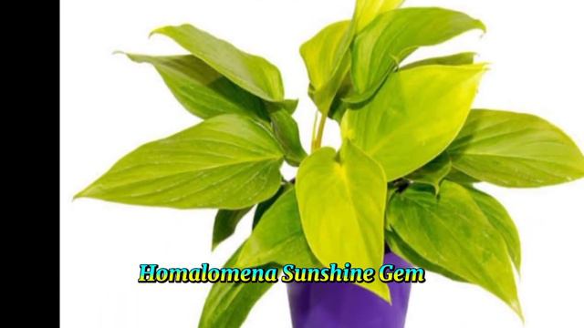 HOMALOMENA SPECIES /RARE QUEEN OF HEARTS @margiepulido21