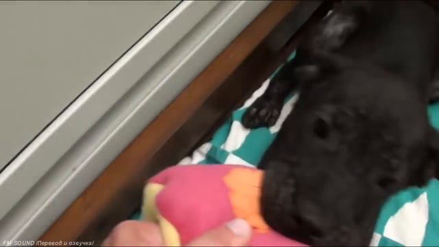 🐈Vet Ranch на русском. Преображение бездомного щенка смотреть онлайн