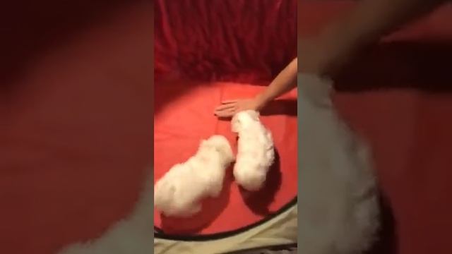 Щенки мальтезе мини и микро смотреть онлайн