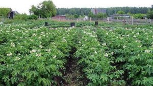 ЧЕМ ПОДКОРМИТЬ КАРТОФЕЛЬ - подкормка картофеля при посадке