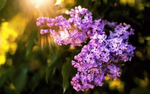 «Сирень» РЕЛАКС АРТ-ТЕРАПИЯ ИМПРОВИЗАЦИЯ композитор Виктор Анохин #instrumentalmusic #flowers #music