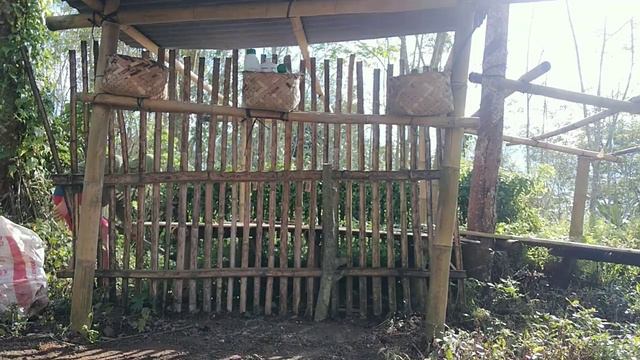 Cutting And Propagating My Monstera Adansoni. смотреть онлайн