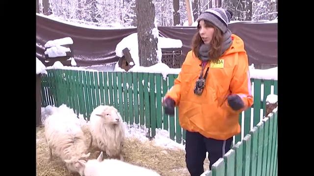 Контактный зоопарк в морозы смотреть онлайн