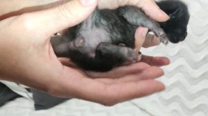 Как безошибочно определить пол котенка