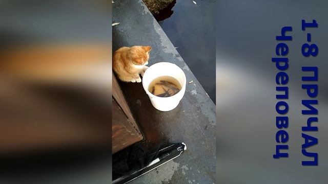 Кот рыболов..mp4