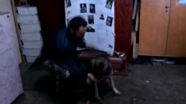 Овчарка Рекс Берёт нежно мясо изо рта смотреть онлайн