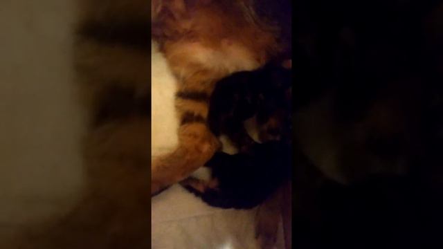 Котята бобтейла 4 день смотреть онлайн