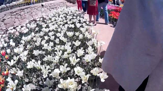 Отдых в Крыму Крым , Ялта #Ботанический сад. Отдых в Ялте смотреть онлайн