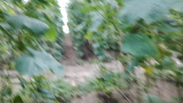 Секрет как получить 100кг огурцов каждый день с одной сотки смотреть онлайн