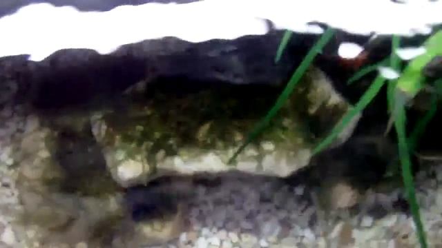 Java Moss Cave: Week 1