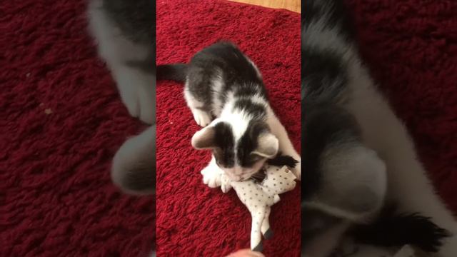 Что он вытворяет Котёнок смотреть онлайн