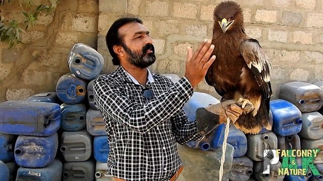 More to know about Steppe Eagle | Part 2 смотреть онлайн