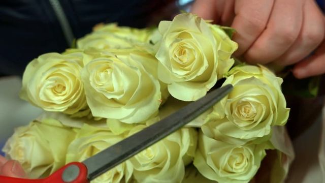 Proud и Paloma 60 см | Плантация Valentina Flowers | Эквадор | Цветы оптом