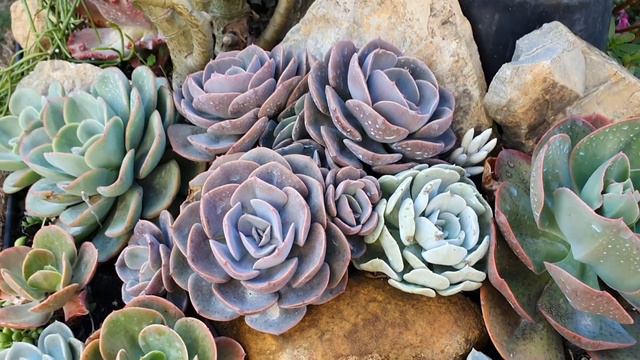 10 ECHEVERIAS de FÁCIL CULTIVO NA CHUVA porque não adoecem смотреть онлайн