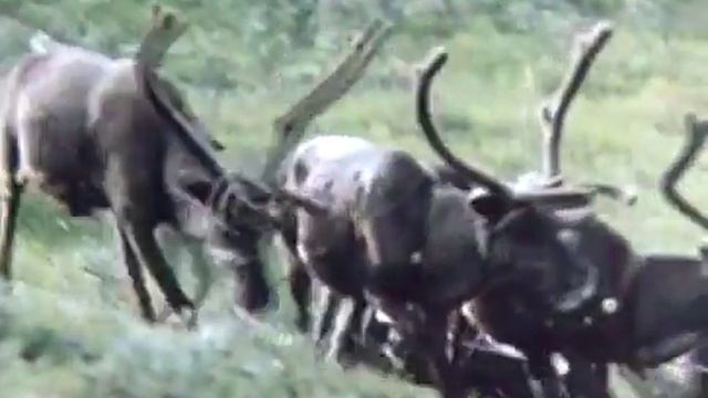 Сула - река тундры (1980) смотреть онлайн