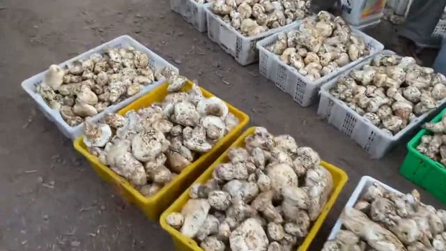 The best season for Matsutake mushrooms but the worst prices смотреть онлайн
