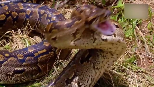 OMG! Hyenas Herd Rescue Baby From Python Constricting | 1002 Animals смотреть онлайн