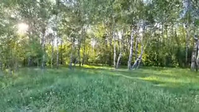 СТРИМ полевой, собираем веточный корм попугаям. смотреть онлайн