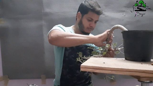 How to do #Cascade_style #Bonsai using Ficus Green Island |SreeBonsaiZone |Bonsai Tutorial தமிழில்| смотреть онлайн
