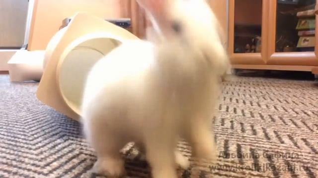 Кролик Буся из питомника krolikikazani ru Владелец Анастасия Андреева, г Каза смотреть онлайн