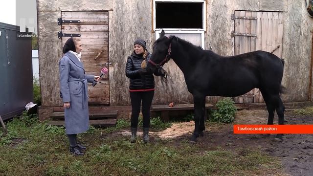 Девушка из Тамбовской области спасает от смерти лошадей, отправленных на убой смотреть онлайн