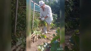 Как я выращиваю культурный цикорий у себя на участке.