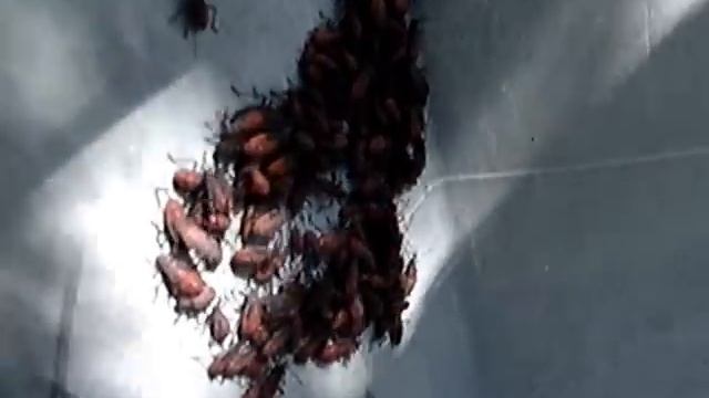 Insect Swarm : Boxelder "Tree" Bug Infestation смотреть онлайн