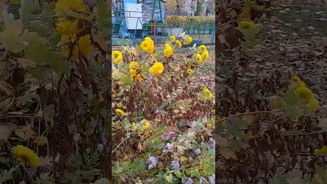 Осенние цветы -хризантемы в Урюпинском парке.7 ноября 2023г. смотреть онлайн