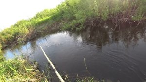 В этом ручейке рыбы не мерено! #рыбалканапаук.mp4