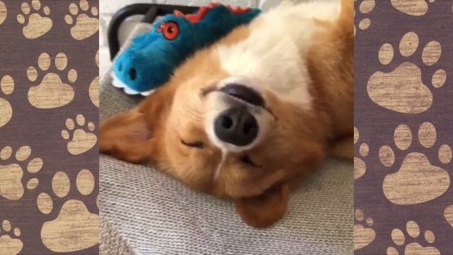 ВЕЛЬ КОРГИ песик Бобик)) СМЕШНАЯ ОЗВУЧКА видео про собак смотреть онлайн