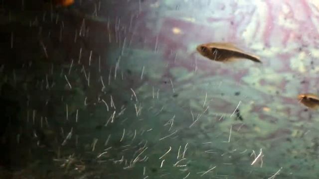 Чёрный неон (Тетра) смотреть онлайн