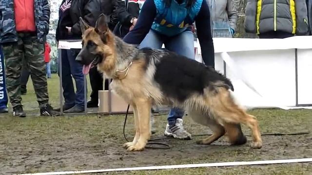 ПОДРОСТКИ СУКИ описание _ RussianSiegerZuchtSchau 2013
