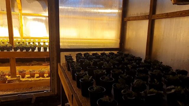 Выдержка зимних теплиц при -45 градусов мороза . смотреть онлайн