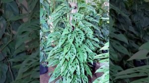 МОНСТЕРА УХОД! МОНСТЕРА МАНКИ МАСК!