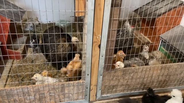 Чем пропаиваю цыплят с месячного возраста смотреть онлайн