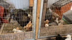 Чем пропаиваю цыплят с месячного возраста