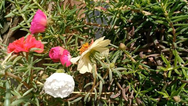 Moss Rose Purslane | Portulaca grandiflora | Flower Opening Time-lapse смотреть онлайн
