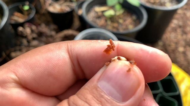 Growing TAMARIND = TAMARINDUS INDICA